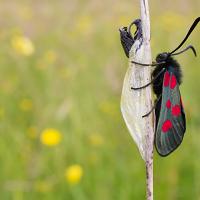Five-Spot Burnet Moth and Cocoon 2 